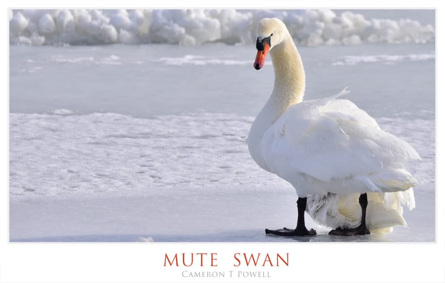 MUTE  SWAN 16