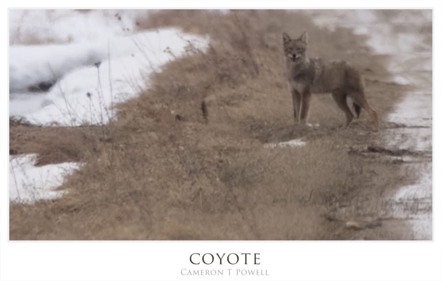 coyote 2016