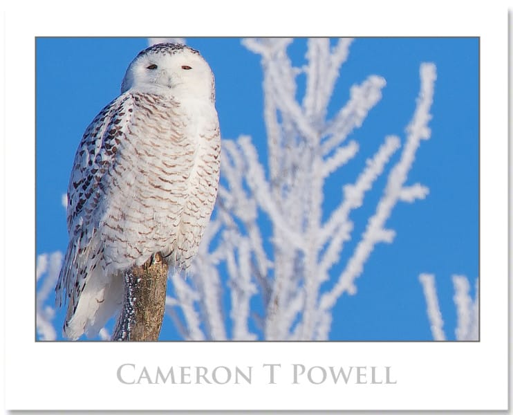 GOOD SNOW OWL MARCH 6 2016
