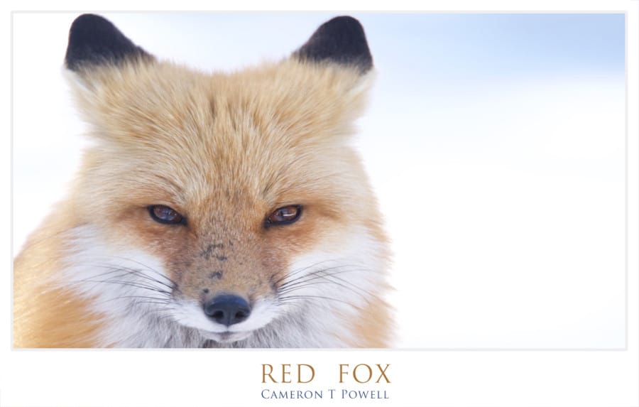 RF 7
