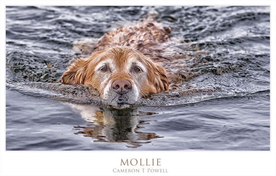 mollie 123 2016