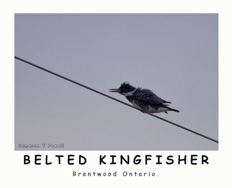 BKF