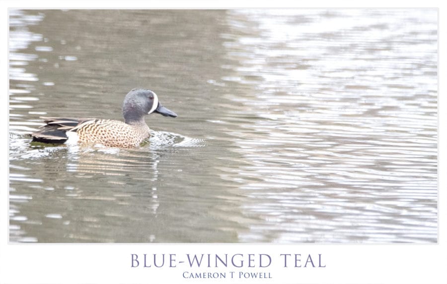 _CTP4852 - Version 2