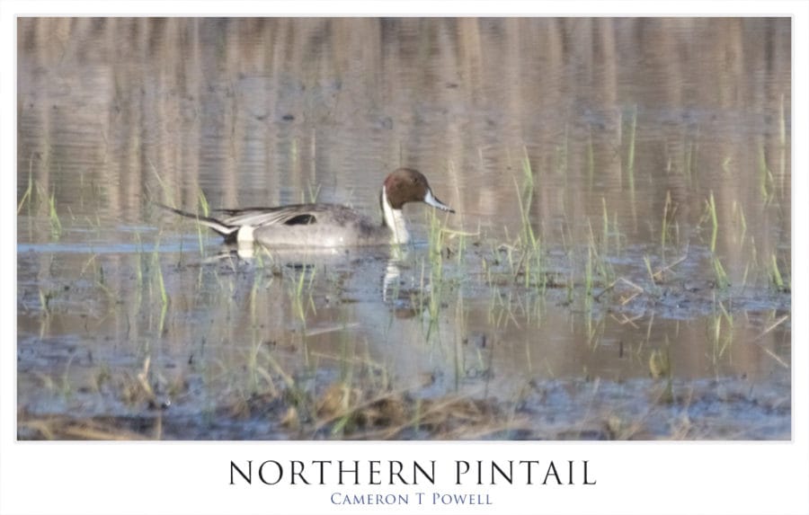 NPTAIL 12345