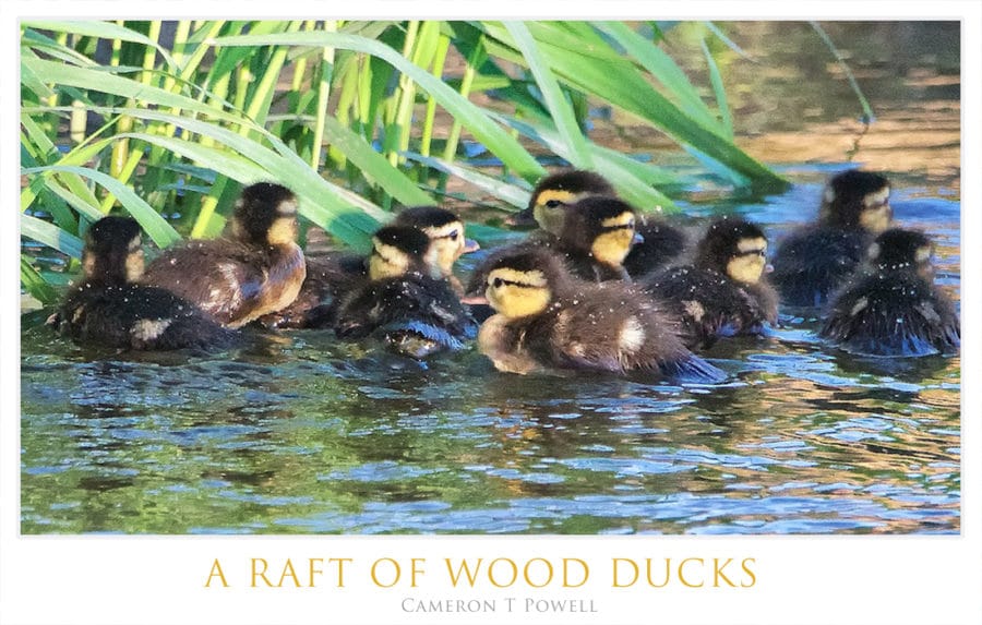 A RAFT OF W DUCKS