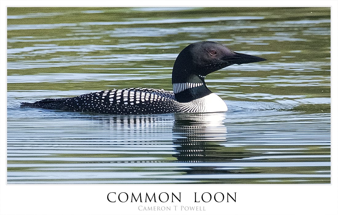 BEST LOON 123456