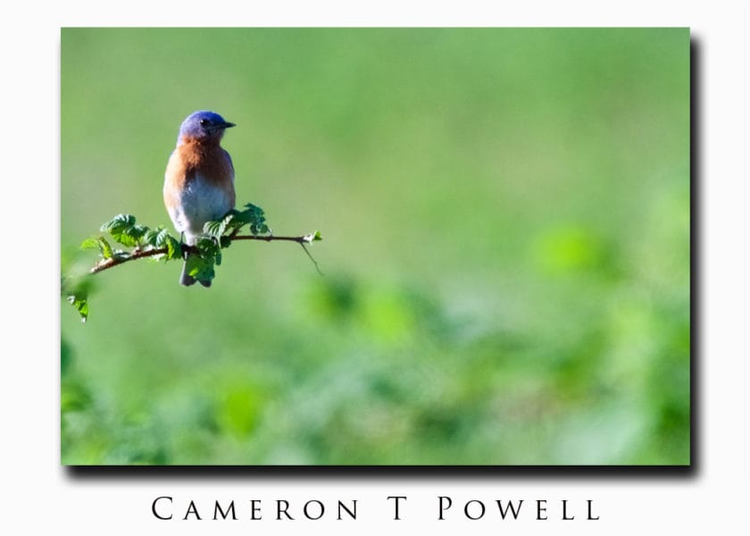 BLUE BIRD