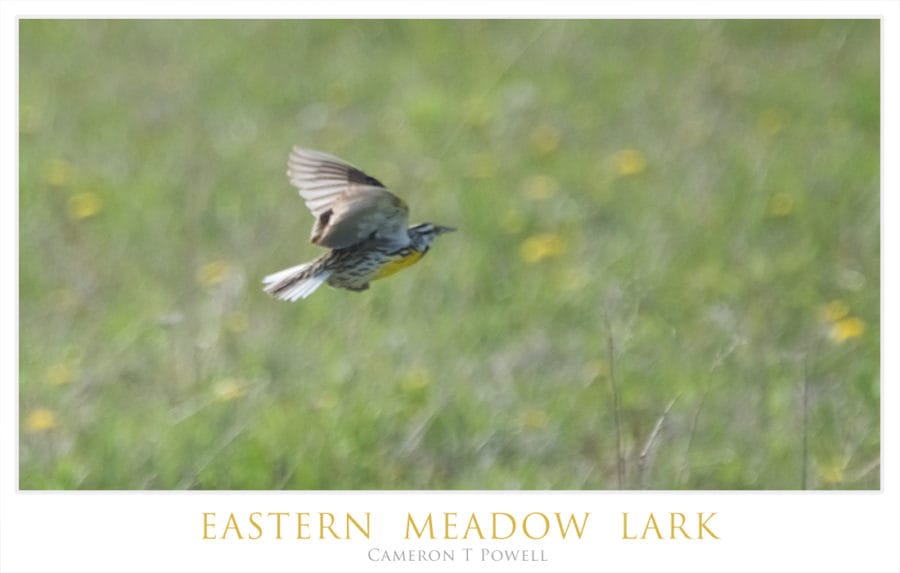 EASTERN M LARK