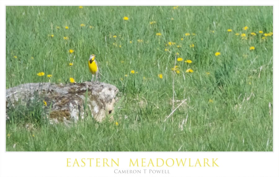 EMLARK