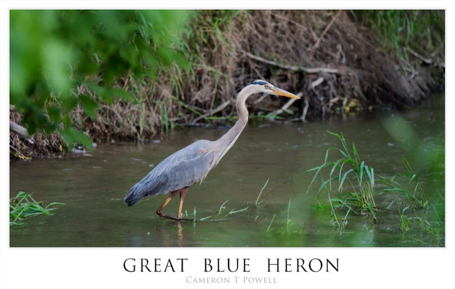 GREAT BLUE HERON NIK RS