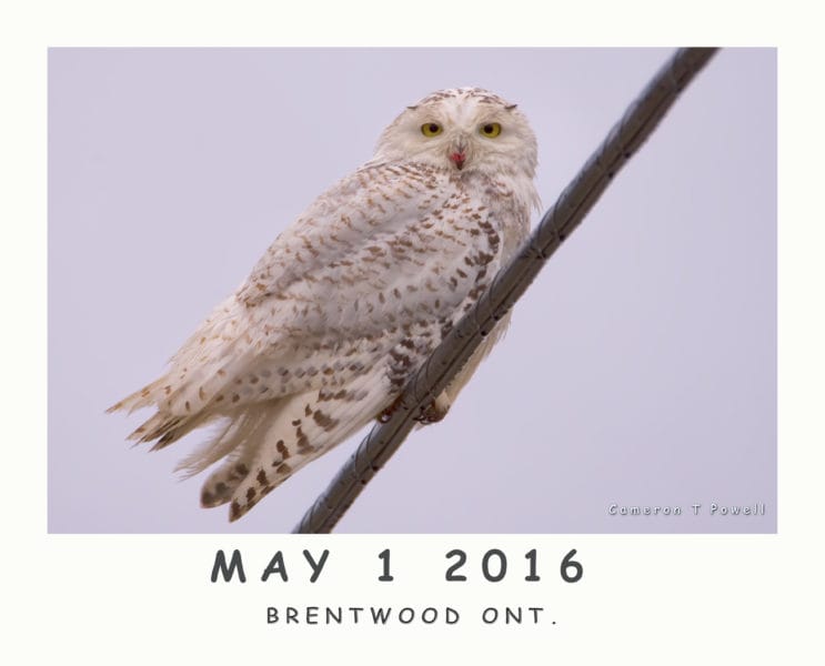MAY 1 2016