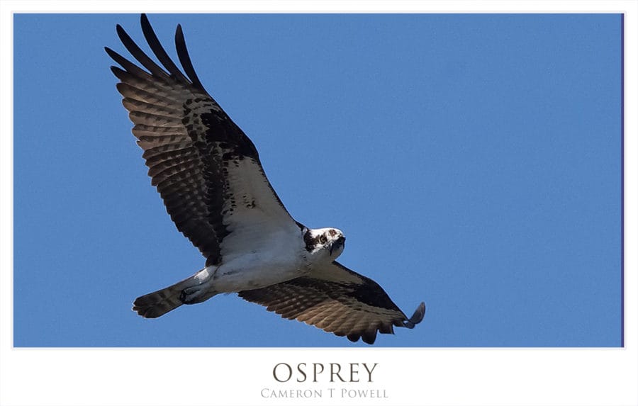 OSPREY 1