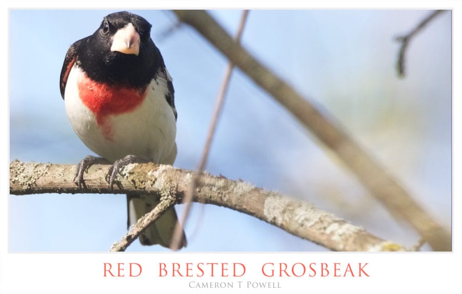 RBGB1