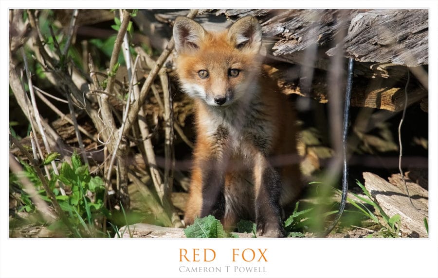 RED  FOX 1234567