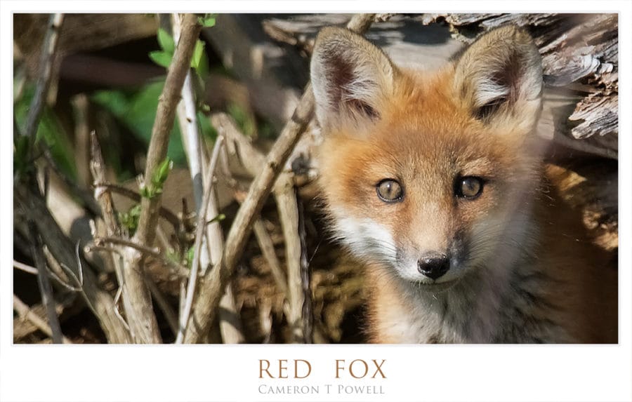 RED FOX 12345678