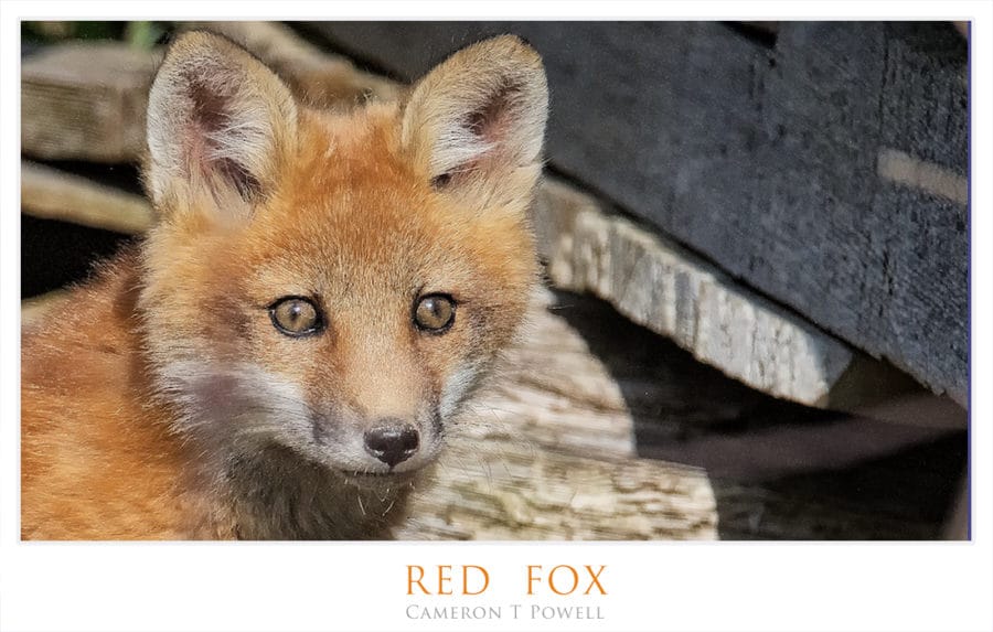 RED FOX 123456789