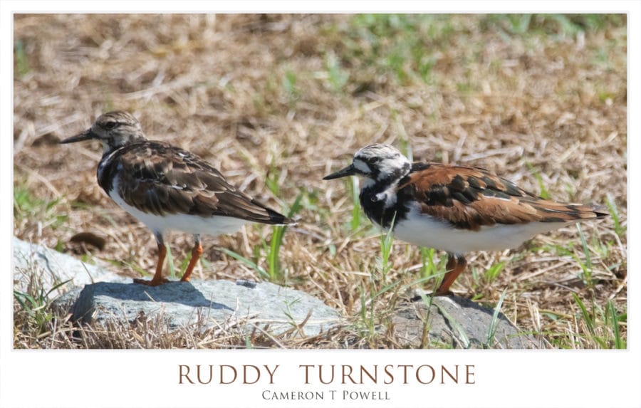 TRURNSTONE