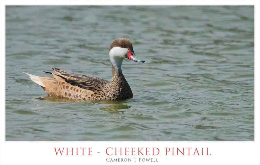 WHITE CHEEKED PINTAIL