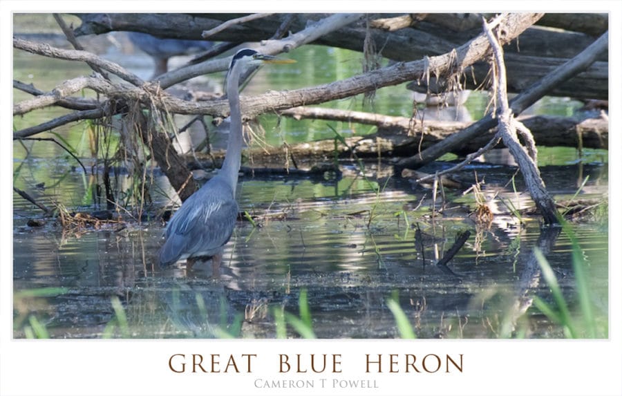 GBHERON 123456