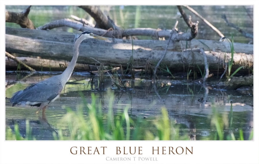 GBHERON 34626362636