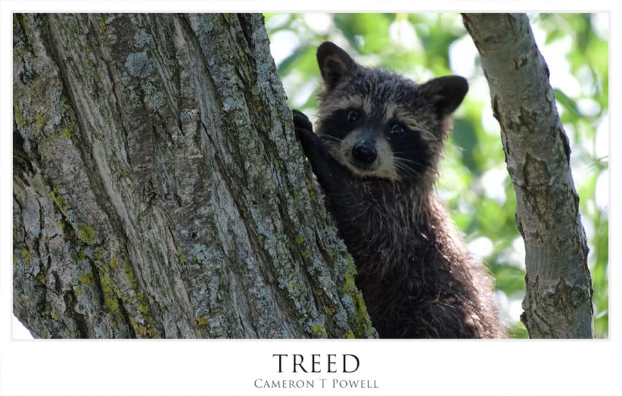 TREED