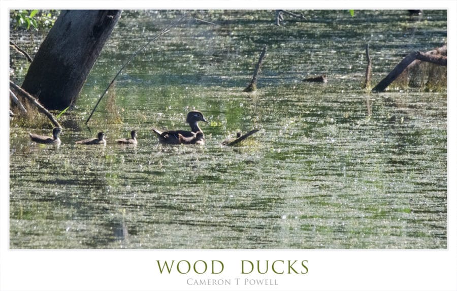 WDUCKS 2