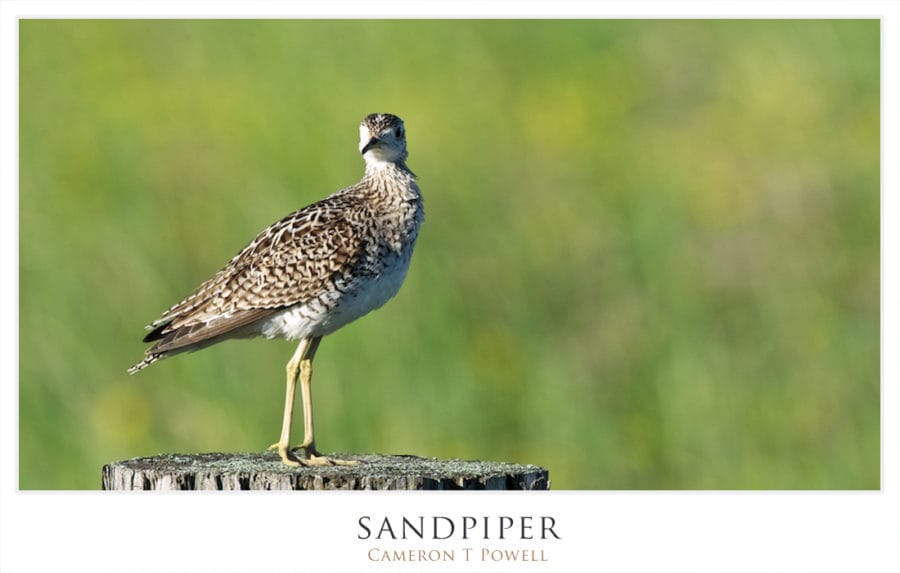 sandpiper 1