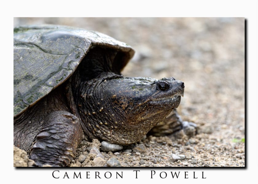 snapper