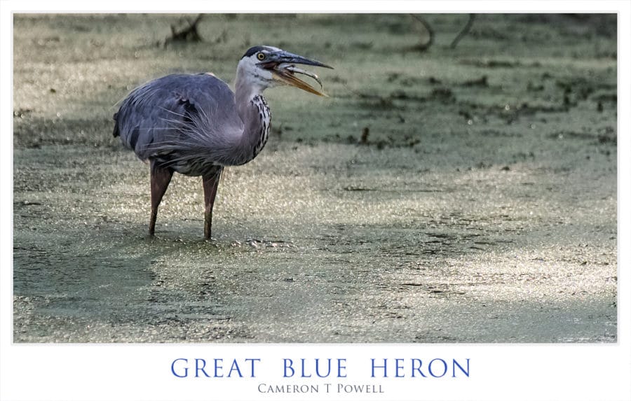 GBH 2016