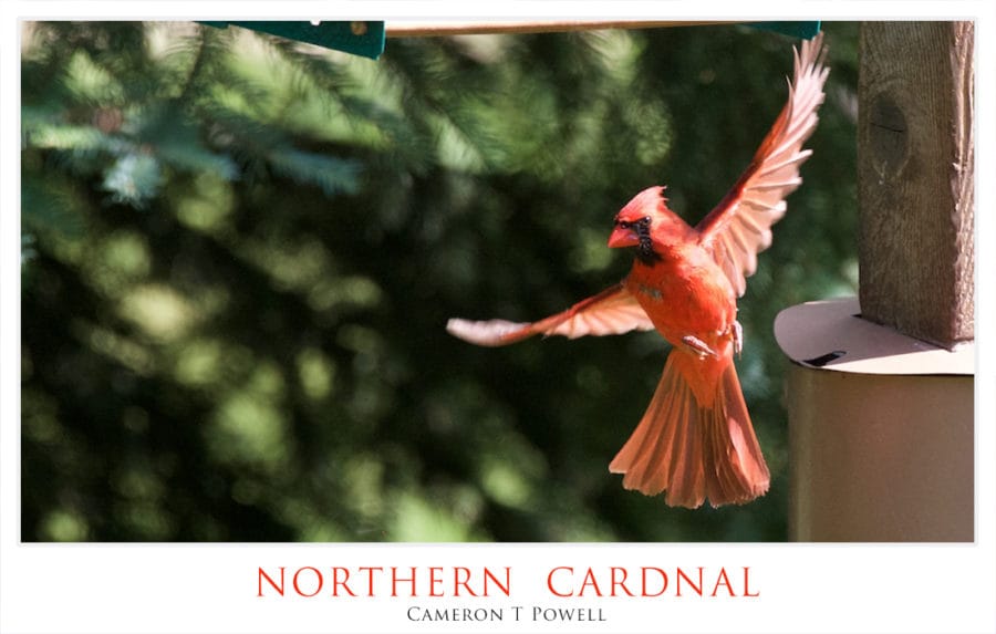NC 16 2