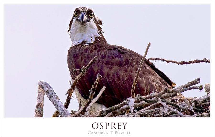 OSPREY 2016