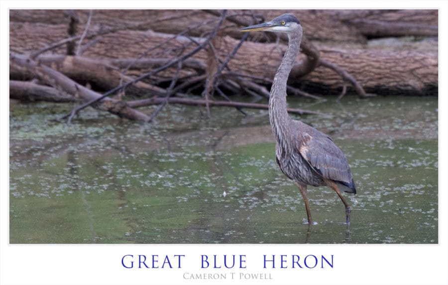 gbh-2016-123