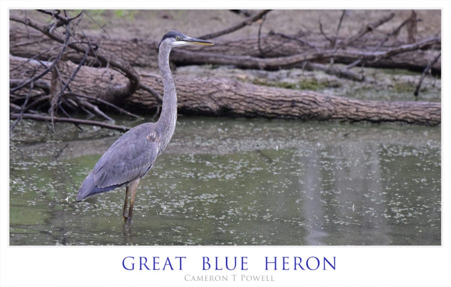 gbh-2016