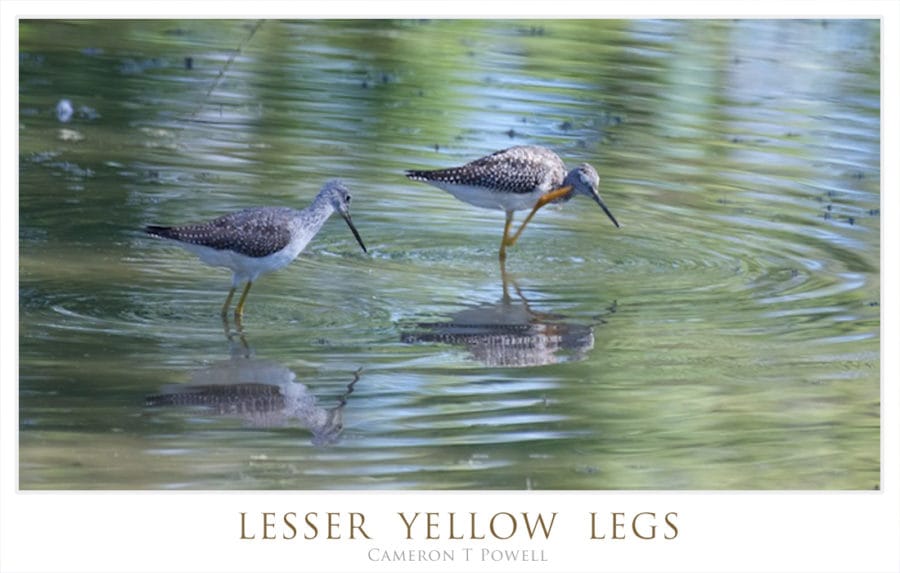 lylegs-1