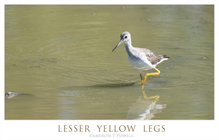 lylegs