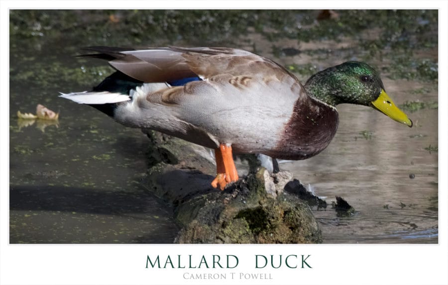 mallard-duck-1