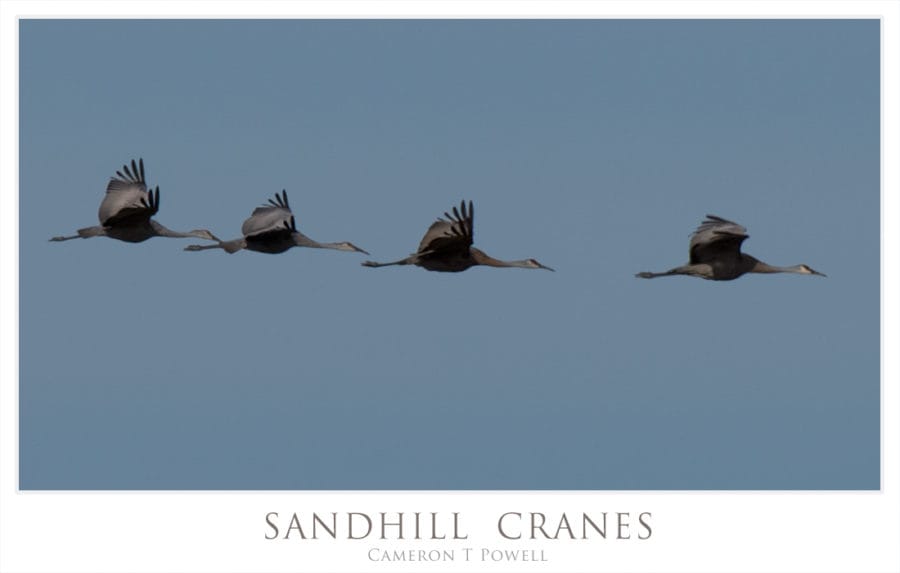 sandhill-cranes-116-b1
