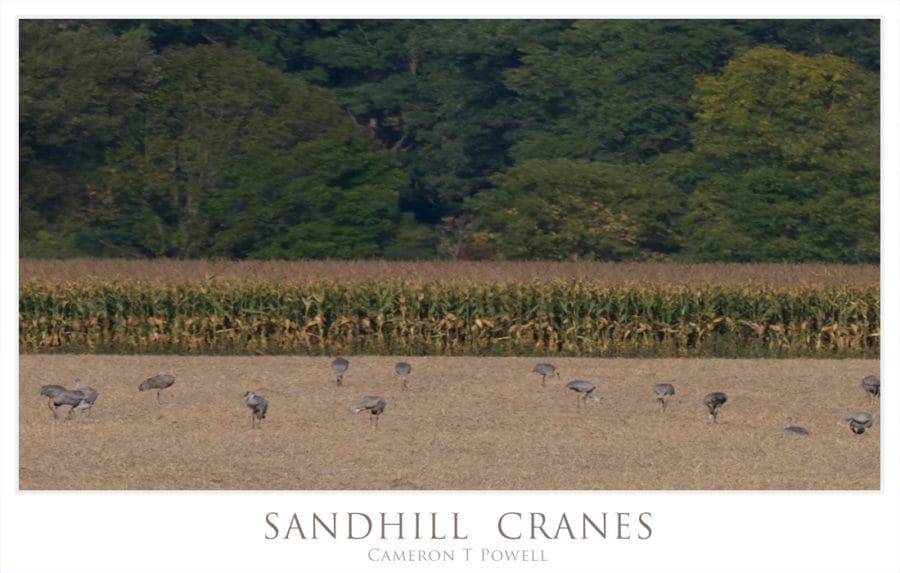sandhill-cranes-16