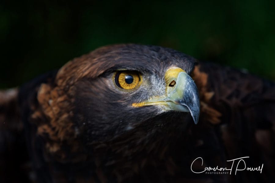 ctp-photography-good-1056789
