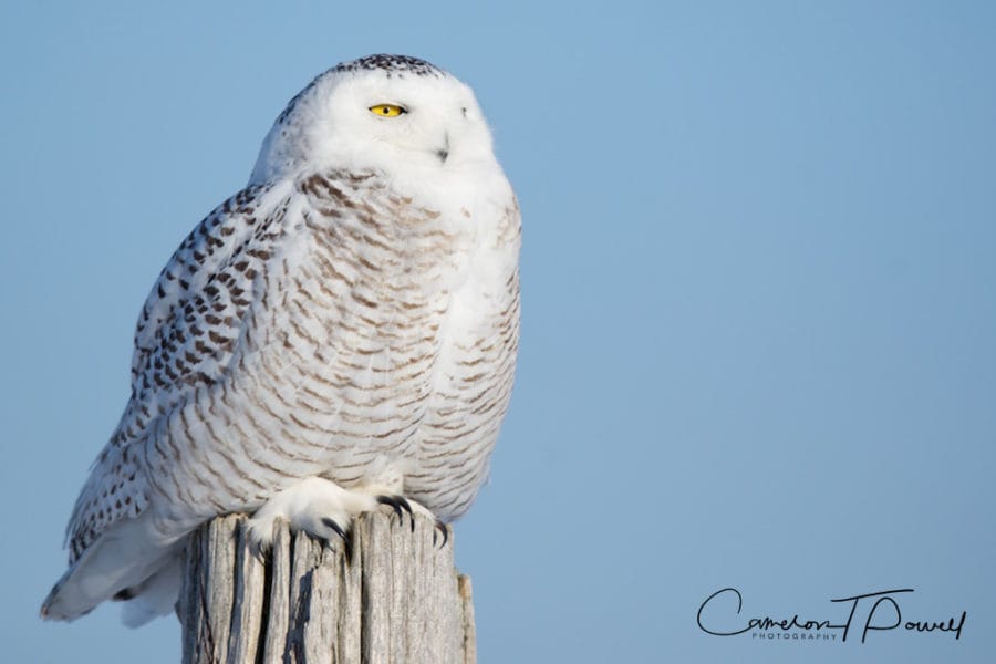 019