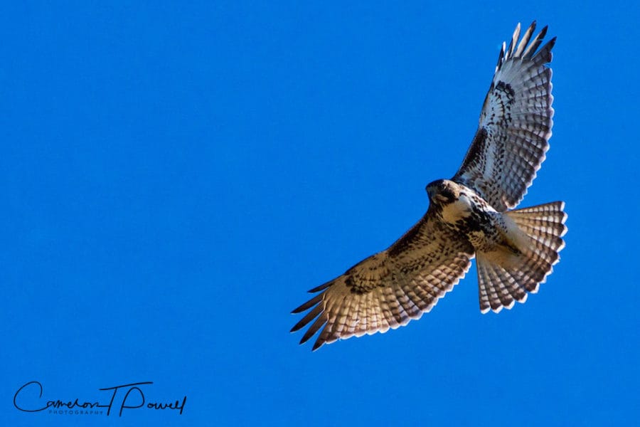 ctp-photography-goodrt-345