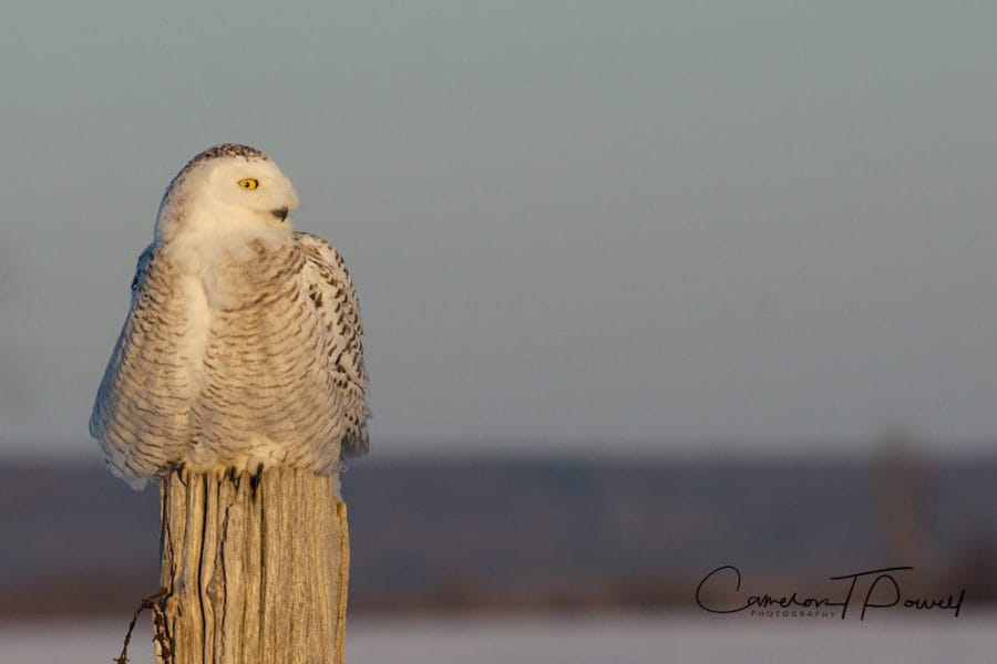 owl-5