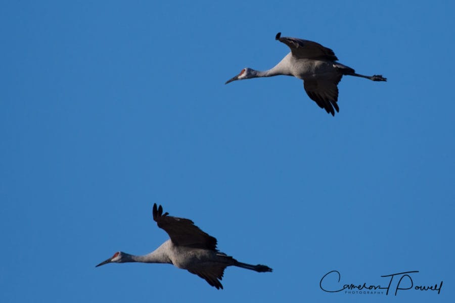 pair