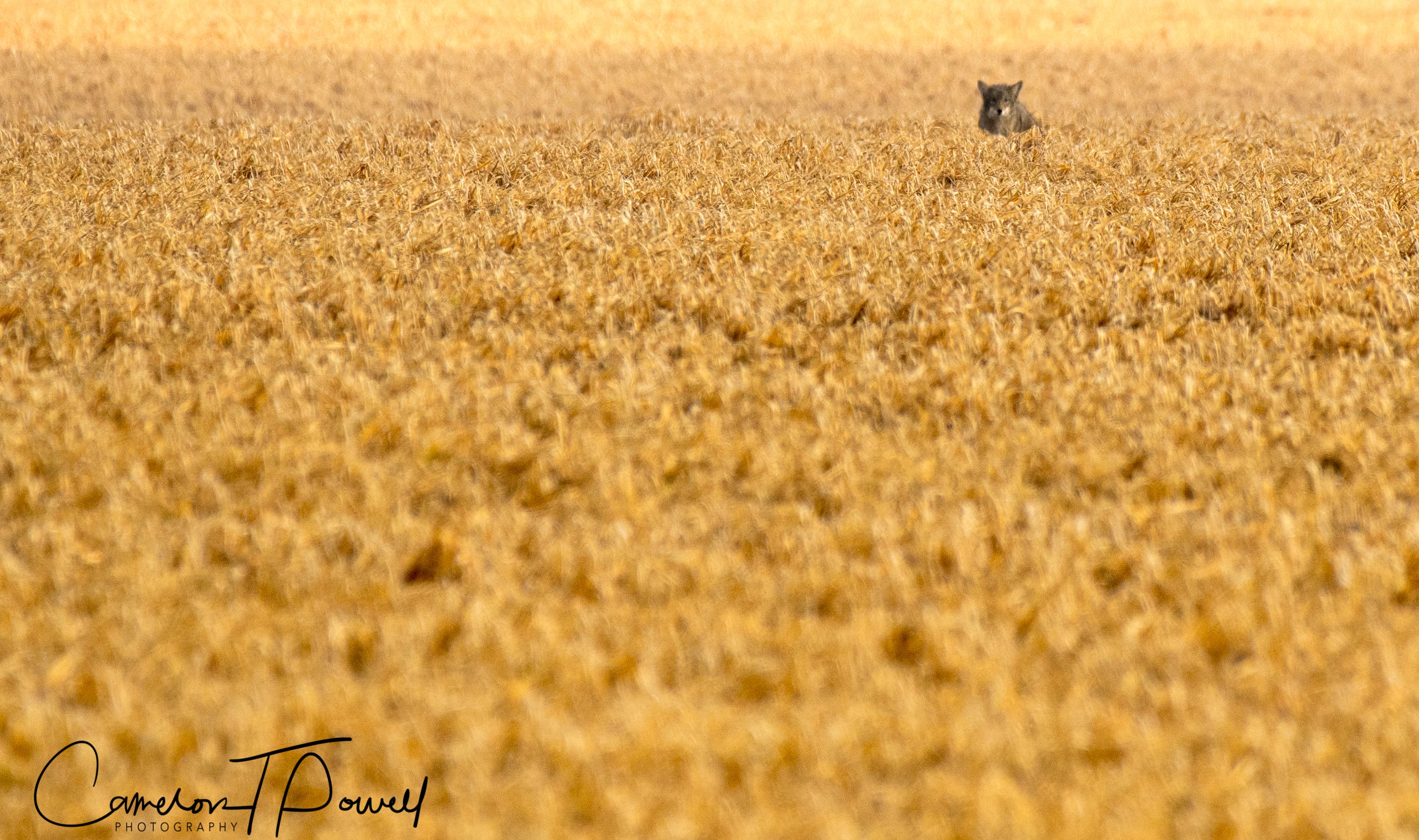 coyote 12345