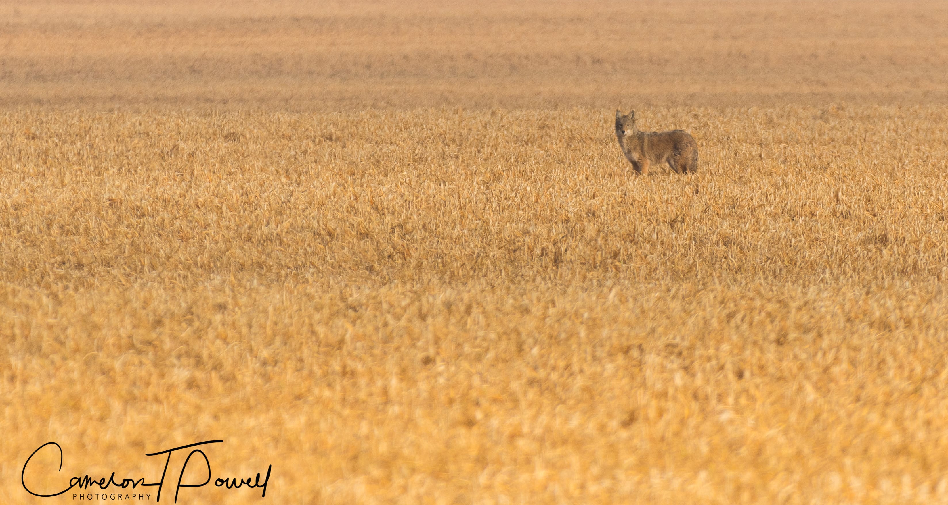 coyote12313231